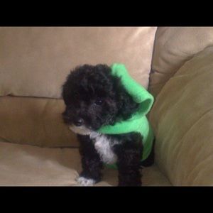 Meet your Posher, Fermin